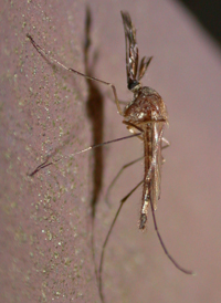 Culex pipiens